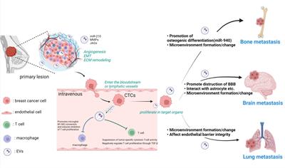 Extracellular vesicles in the breast cancer brain metastasis: physiological functions and clinical applications
